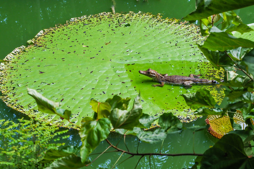 Caiman crocodilus