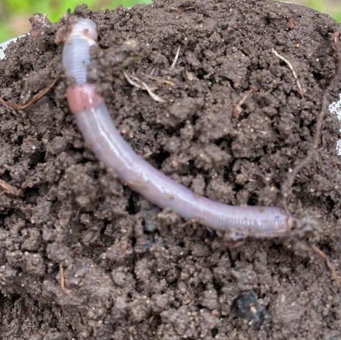 Something from Point of Rocks, Point Of Rocks, MD, US on May 11, 2024