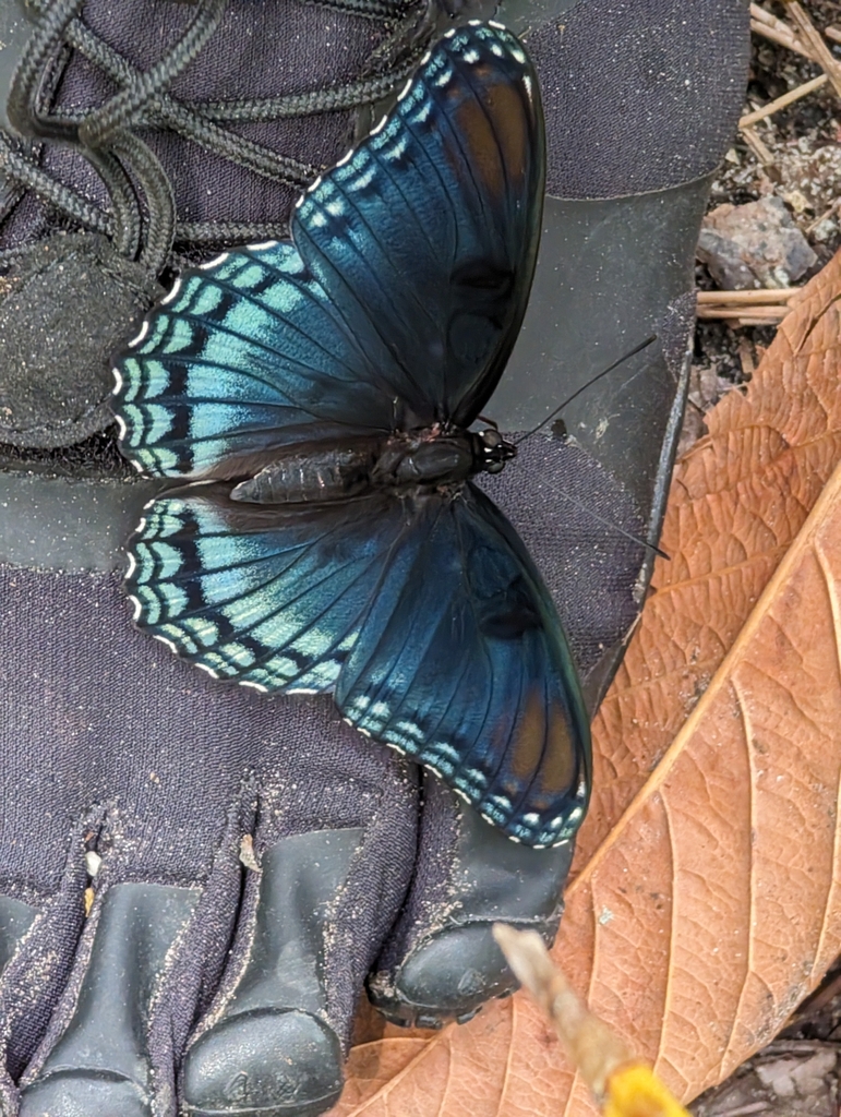 Red spotted purple from lakewood tallahassee fl 32305 usa on may 12