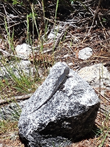 iNaturalist observation photo of Western Fence Lizard