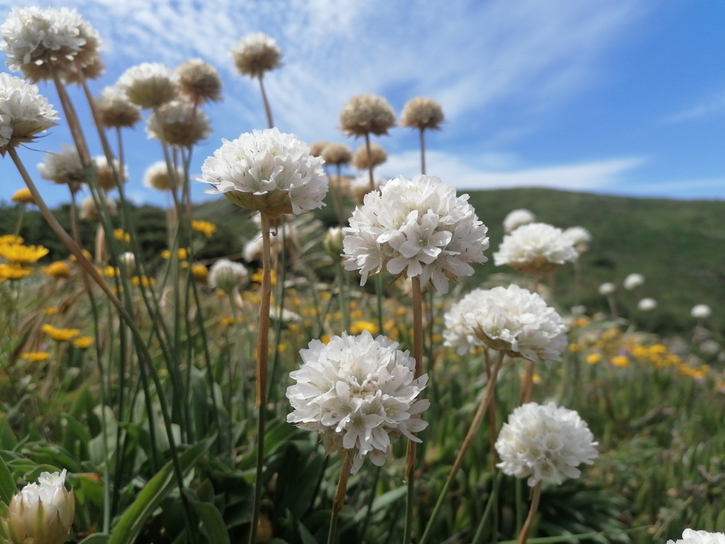 Thrift