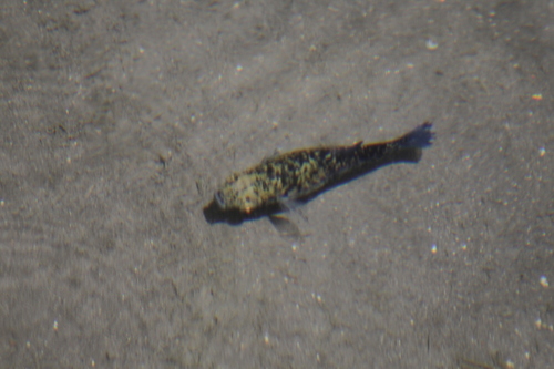Balsas Molly