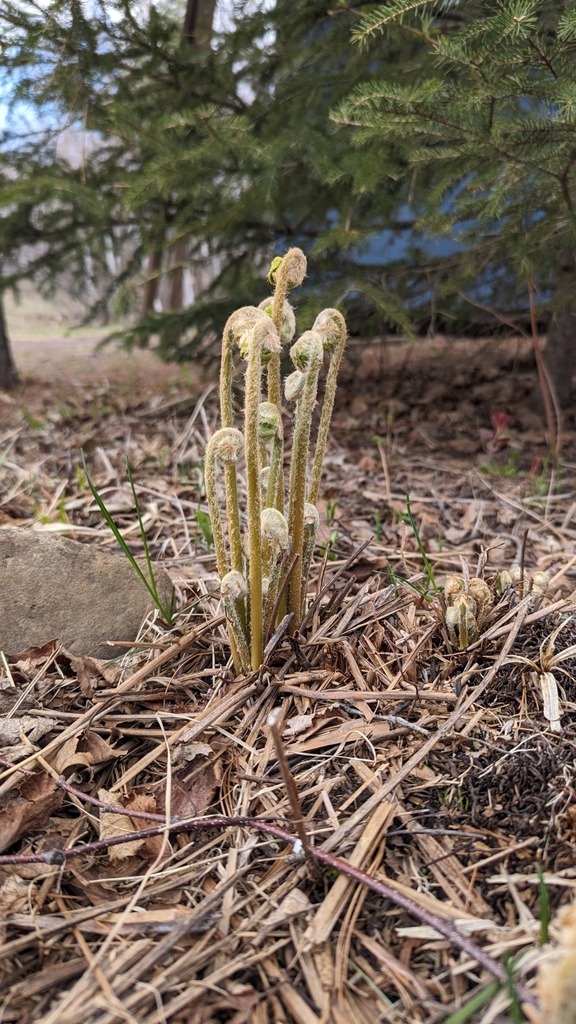cinnamon fern from Crystal Bay Township, MN, USA on May 11, 2024 at 12