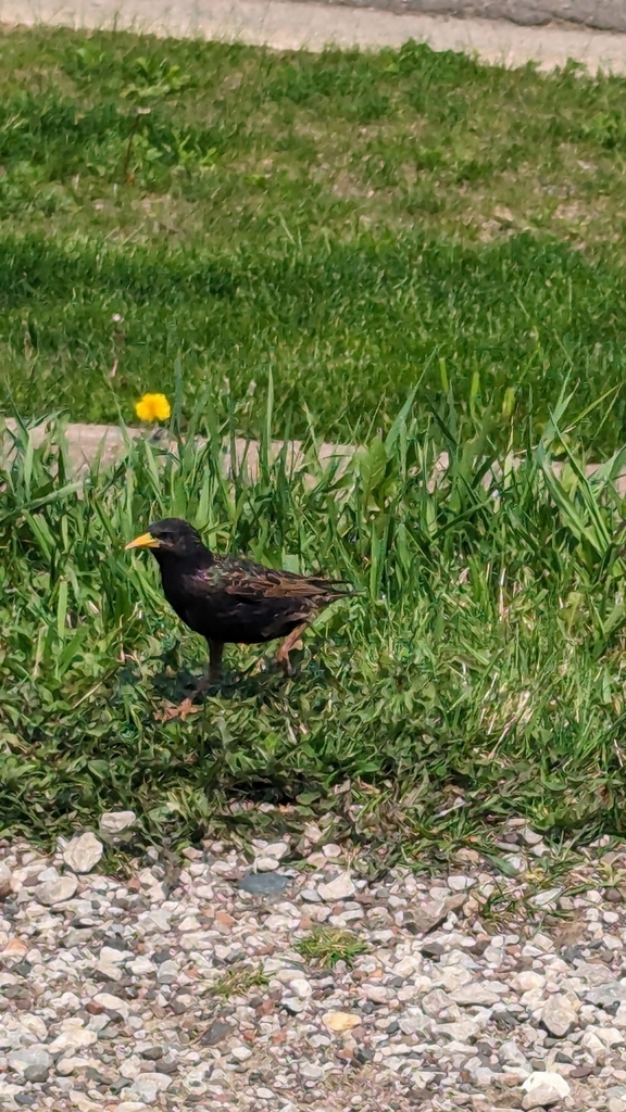 European Starling from Duluth, MN 55805, USA on May 12, 2024 at 01:57 ...