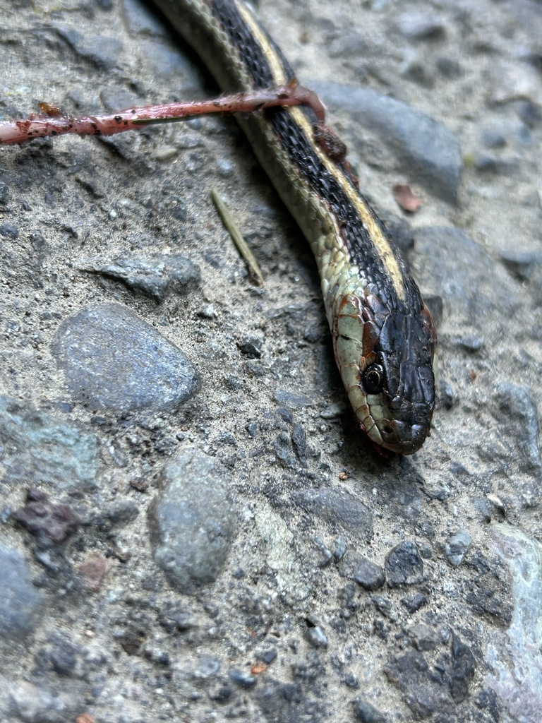 Common Garter Snake from Del Norte Coast Redwoods State Park, Crescent ...