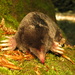 Hairy-tailed Mole - Photo (c) Owen Lockhart, all rights reserved, uploaded by Owen Lockhart