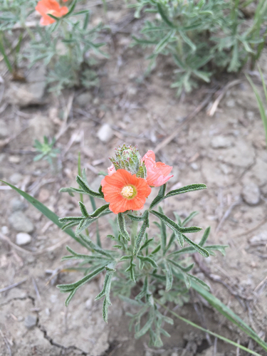Scarlet Globemallow