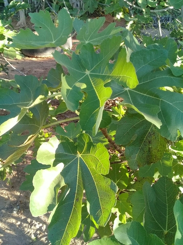 common fig