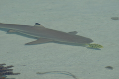 Golden Trevally
