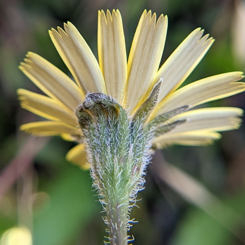 Hairy Hawkbit (Leontodon saxatilis)  iNaturalist