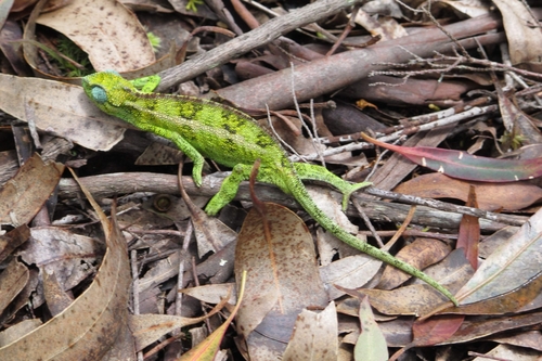 Coarse Chameleon