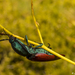 Chalcolepidius rubripennis - Photo (c) Gerardo Marrón, all rights reserved