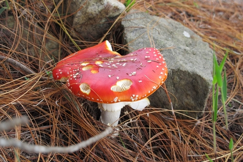 Fly Agaric