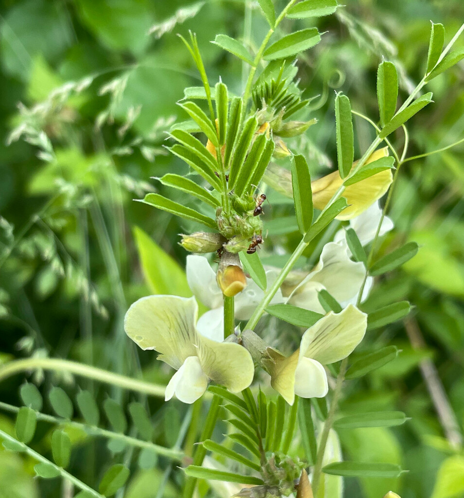 Large yellow vetch in May 2024 by johnbotany · iNaturalist