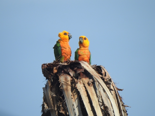 Jandaya Parakeet