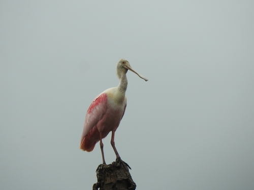 Roseate Spoonbill