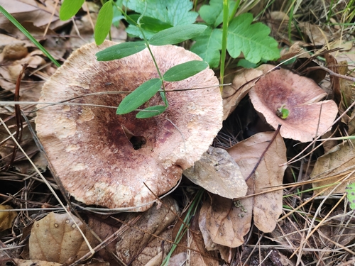 iNaturalist observation photo of Mushrooms, Bracket Fungi, Puffballs, and Allies