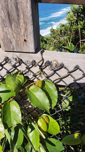 Common Tree Snake sighting