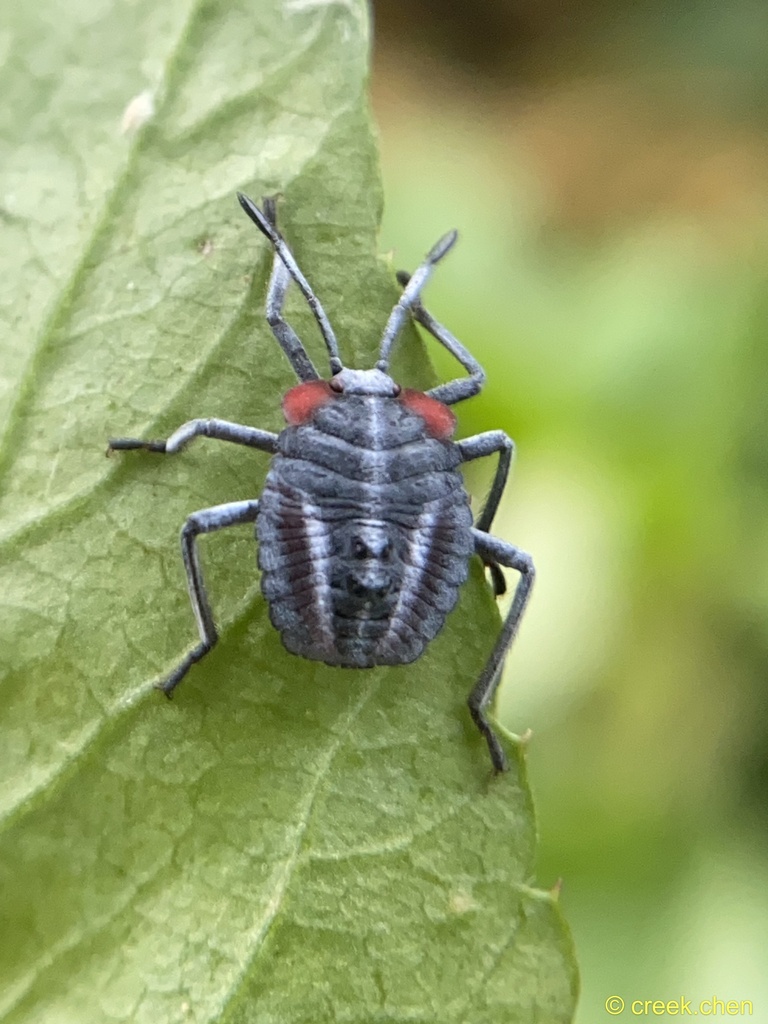 Litch Insect Lychee Stink Bug from 臺灣島, 礁溪鄉, ILA, TW on May 13, 2024 at 08:34 AM by ...