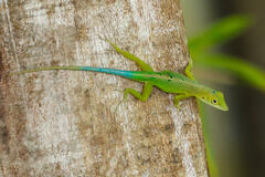 Graham'S Anole