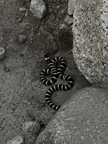 iNaturalist observation photo of California Mountain Kingsnake