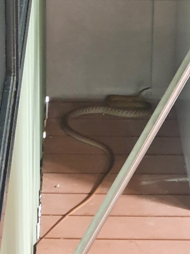 Common Tree Snake sighting