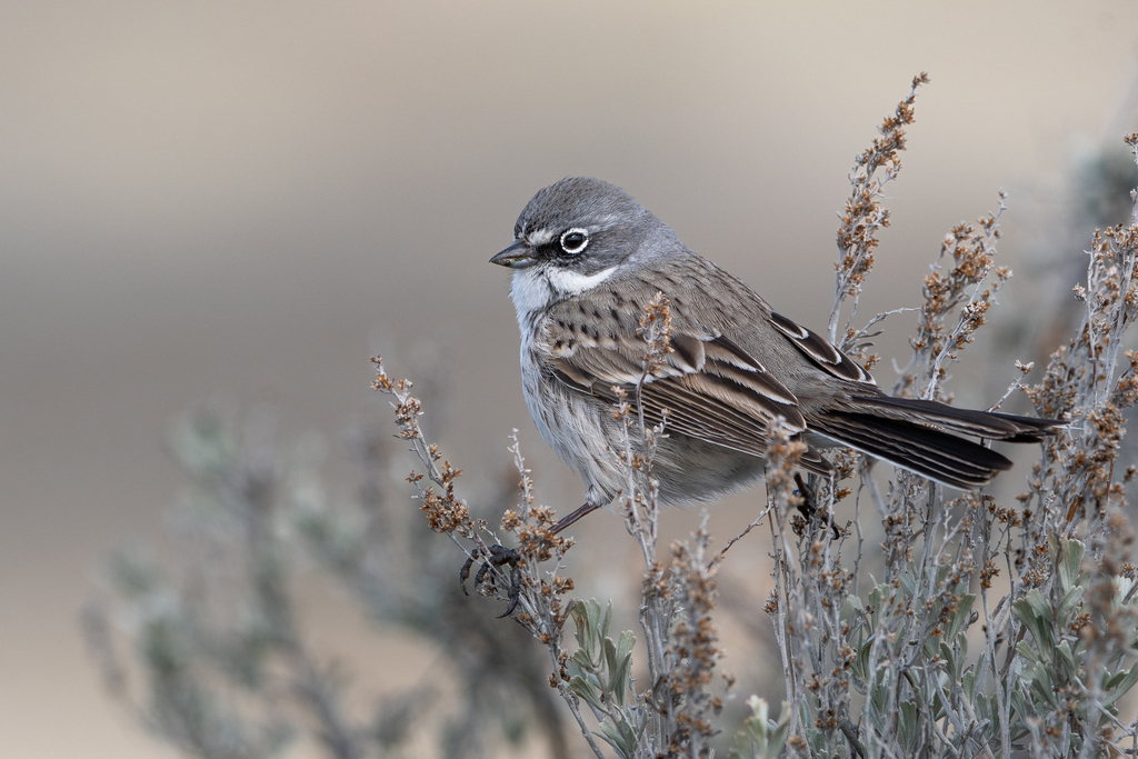 Sagebrush Sparrow photo