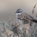 Sagebrush Sparrow - Photo (c) Mason Maron, all rights reserved, uploaded by Mason Maron