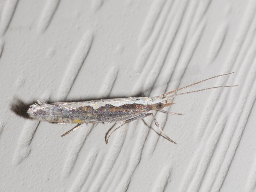 Diamondback Moth in May 2016 by Timothy Reichard · iNaturalist