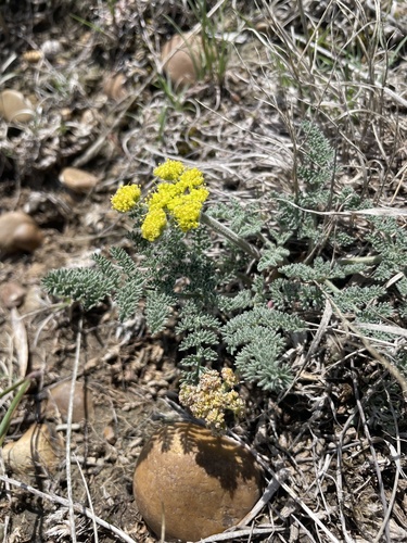 Lomatium foeniculaceum (Nutt.) J.M.Coult. & Rose