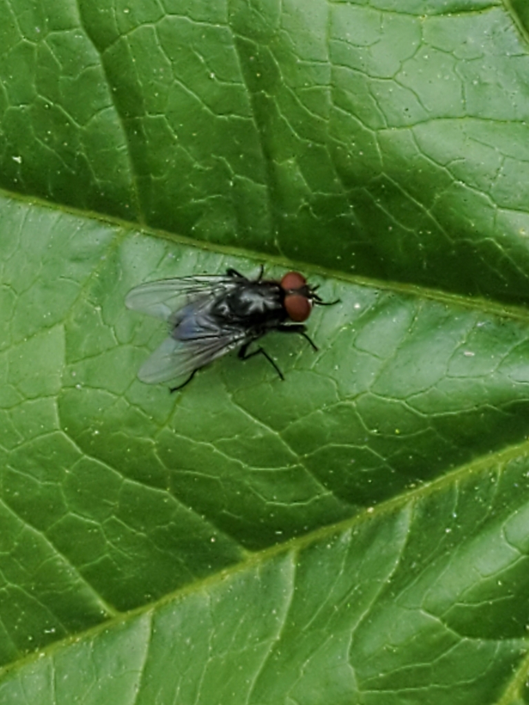 black-dump-flies-from-monterey-county-us-ca-us-on-may-12-2024-at-11