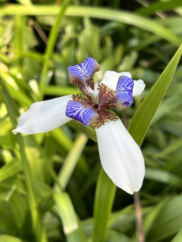 Trimezia candida (Hassl.) Ravenna