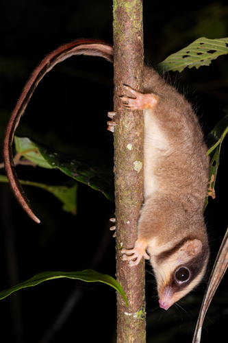 Feather-tailed Possum (Distoechurus pennatus) — Least Concern Mammalia
