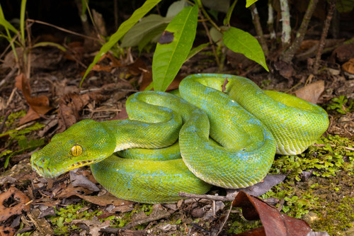 Northern Green Python — seen at this dive site