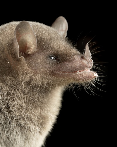 Tschudi's Tailless Bat