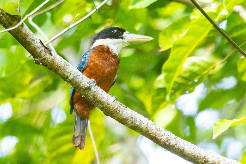 Rufous-bellied Kookaburra (Dacelo gaudichaud) photo