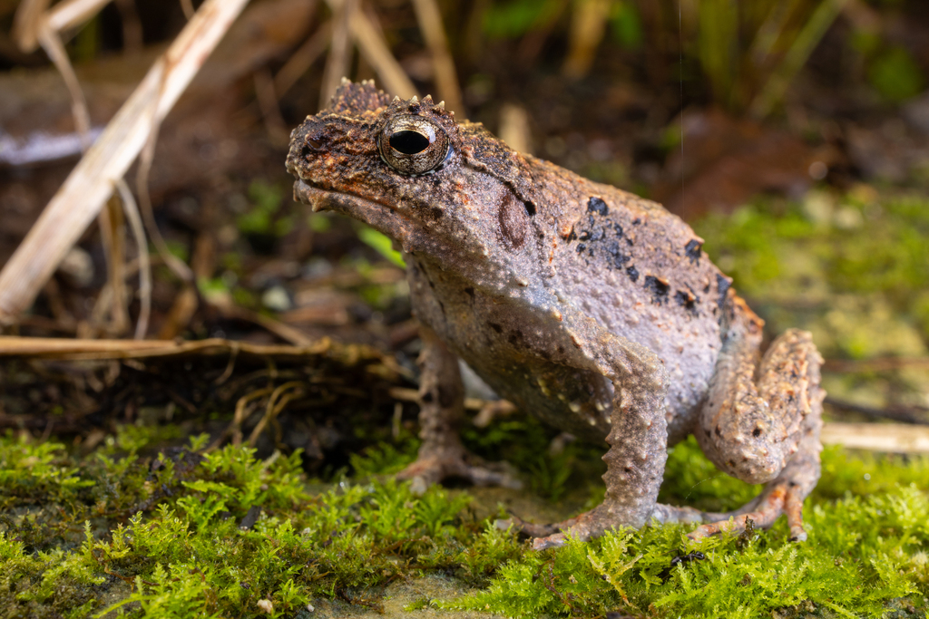 New Guinea Bush Frog (Asterophrys turpicola)