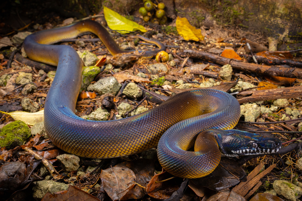 Northern White-lipped Python in April 2024 by Jono Dashper · iNaturalist