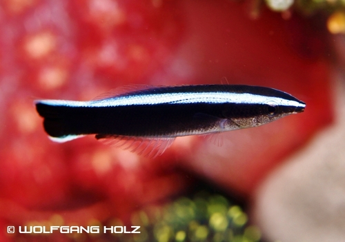 Bluestreak Cleaner Wrasse