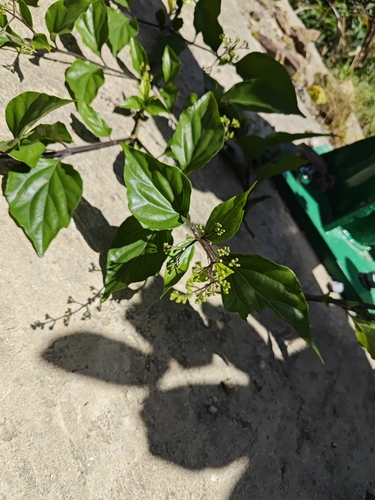 Japanese premna