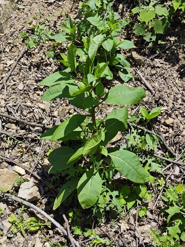 American pokeweed
