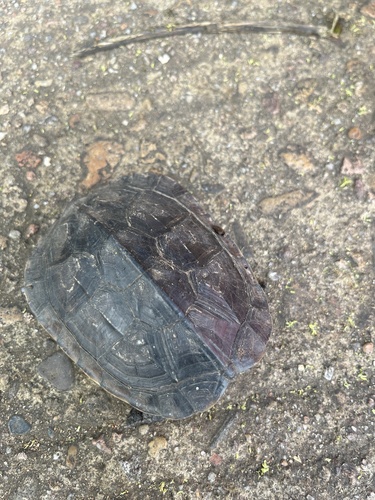 Yellow Pond Turtle
