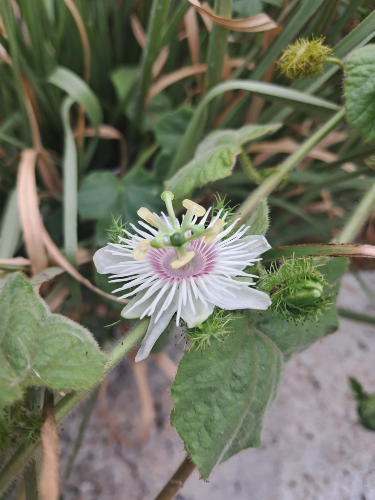 Passiflora vesicaria from 4H5G+VC8, Yelahanka New Town, Bengaluru ...