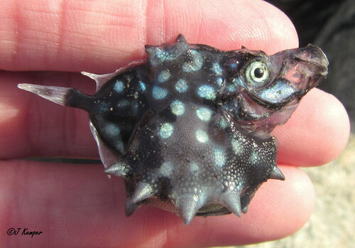 Oreosoma atlanticum