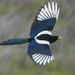 Yellow-billed Magpie - Photo (c) Brooke A Miller, all rights reserved, uploaded by Brooke A Miller