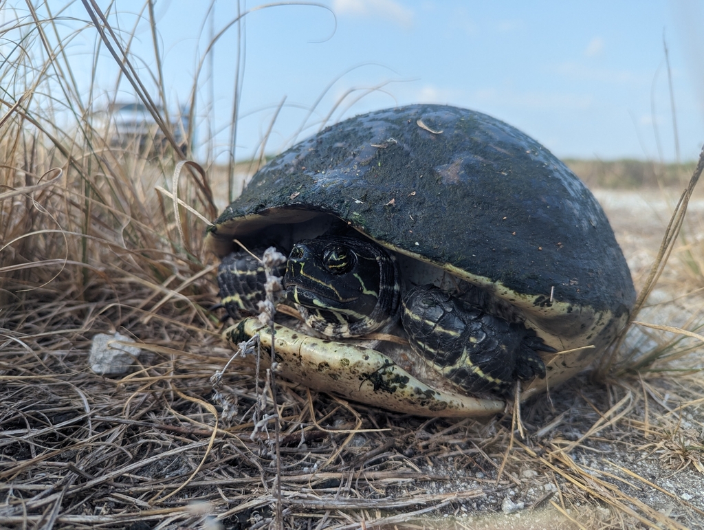 Peninsular Cooter from Moore Haven, FL 33471, USA on May 13, 2024 at 09 ...