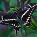 Papilio ponceana ponceana - Photo (c) bmasdeu, todos los derechos reservados