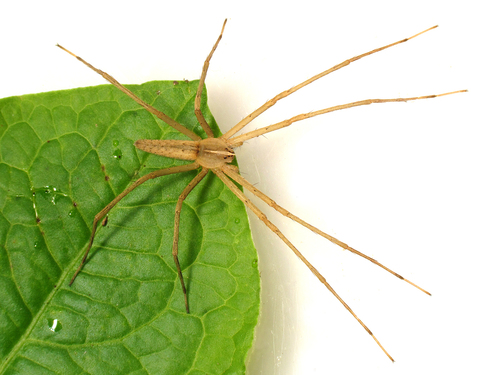 Pisaurina dubia