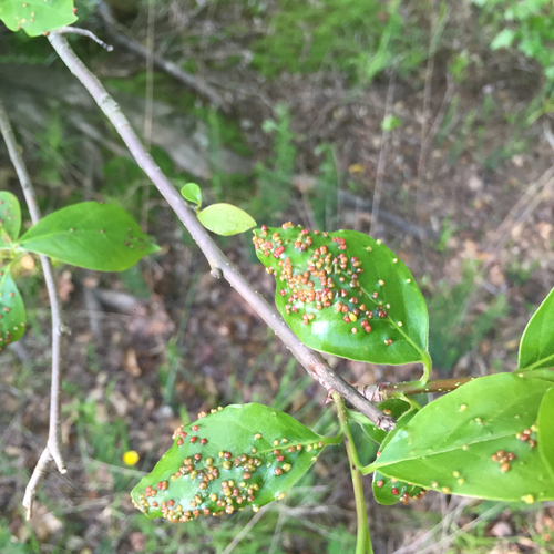 Black Tupelo Gall Mite