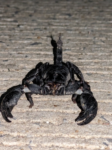 Laotian Giant Scorpion